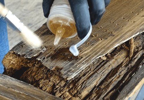 dry rot
